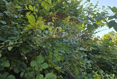 Teren de 4000 mp, în Păscoaia - 25