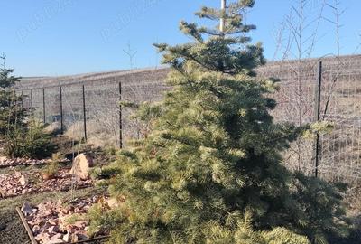 Casă cu Teren 600 Mp în Gară - 2