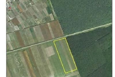 Teren de 28550 mp, în Moara Vlăsiei - 2