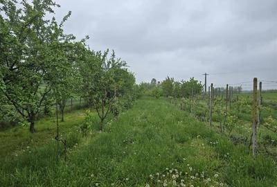 Casă individuală cu 11 camere cu Teren 5000 Mp în Central - 25