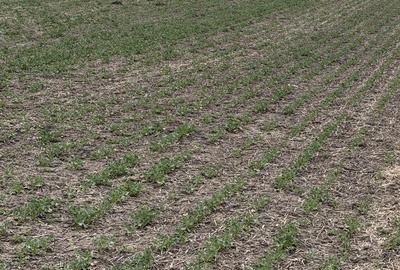 Spațiu comercial, în Vasilați - 4