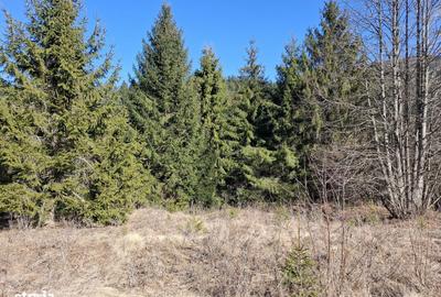 Spațiu comercial, în Brateș - 4