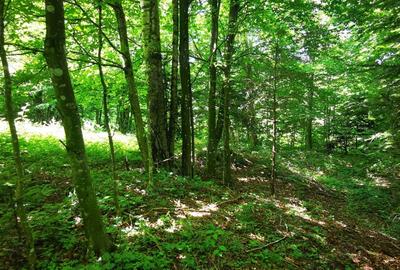 Teren de 900 mp, în Văliug - 10