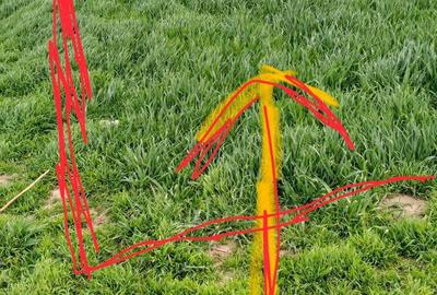 Teren intravilan lipia ilfov langa padure 3800 mp - 3