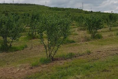 Teren de 20000 mp, în Almăj - 2