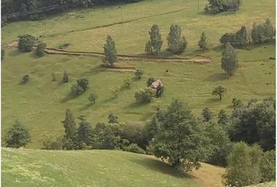 Teren de 10000 mp, în Moieciu - 3