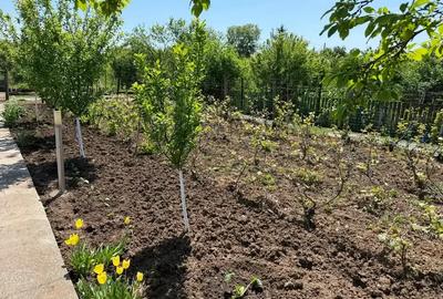 Casă cu 3 camere cu Teren 4000 Mp în Letca Nouă - 13