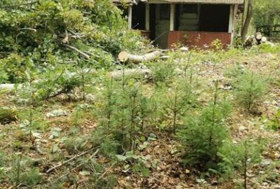 Firiza, 4,5 ari teren - 3