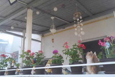 Duplex cu 3 camere cu Teren 250 Mp în Berceni - 3