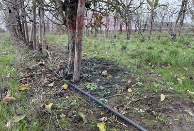 Proprietate specială, de 430,000 mp, în Adunații-Copăceni - 19