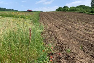 Teren intravilan | 5100 mp | zona Gusterita - 3