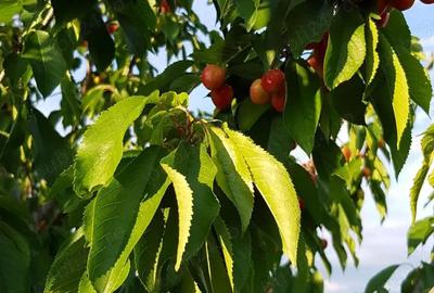 Casa si teren 1200mp langa Manastirea Bistrita, Alexandru cel Bun, Neamt - 4