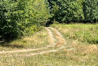 Teren de 10000 mp, în Alexandru cel Bun - 7