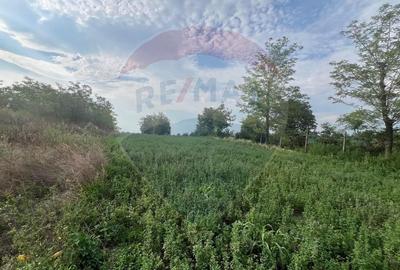 Teren Construcții intravilan de 3888 mp, în Gologanu - 8