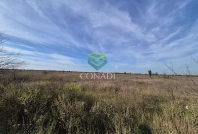 Teren de vanzare Padurea Baneasa 7.500 mp - 5