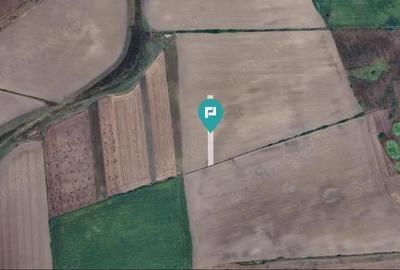 Teren agricol 3200 mp in Caporal Alexa - 4