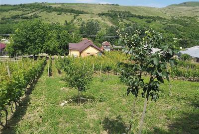 Casă cu Teren 5060 Mp în Vispești - 4