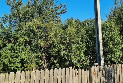 Casă cu 4 camere cu Teren 1578 Mp în Țăndărei - 4