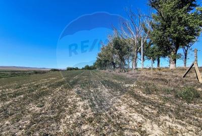 Teren agricol extravilan de 10000 mp, în Mihail Kogălniceanu - 3