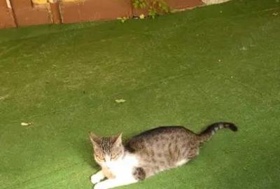 Garsonieră decomandată în Trivale - 4