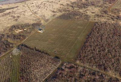 Vita-de-vie Premium  teren de 6800 mp în Covăsinț - 4