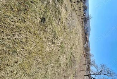 Spațiu comercial, în Lăzărești (Schitu Golești) - 5