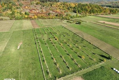 Teren de 13965 mp, în Aușeu - 8