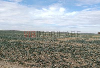 Ferma Agricolă 1.350 Hectare – Grad de Comasare 96–97%, Chișineu Criș, Județul A - 5