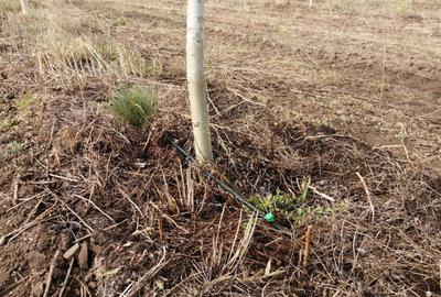 Teren de 49178 mp, în Slobozia Conachi - 12