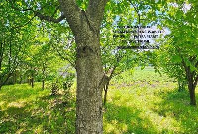 Proprietate com.Bodesti, casa + anexe + teren 7481 mp - 3