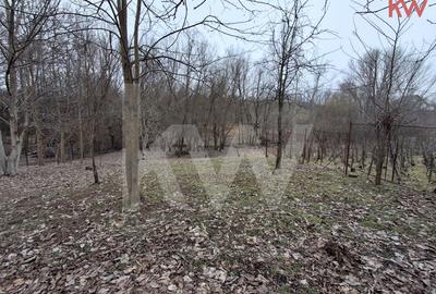 Duplex cu 7 camere cu Teren 2354 Mp în Malu Mare - 13