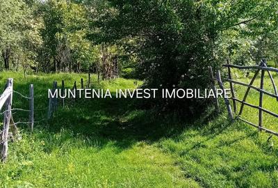 Teren de 5596 mp, în Bradu - 1