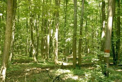 Pipera - padurea Baneasa, 352400 mp. teren pentru investitie extraordinara - 6