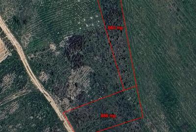 Teren Construcții intravilan de 1546 mp, în Sânmartin - 2