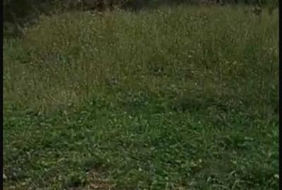 Tere de vanzare intravilan, Tomsani, Valcea. - 6