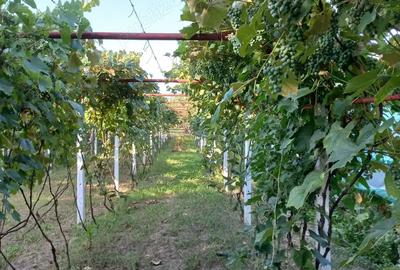 Casă cu 6 camere în Motru - 3