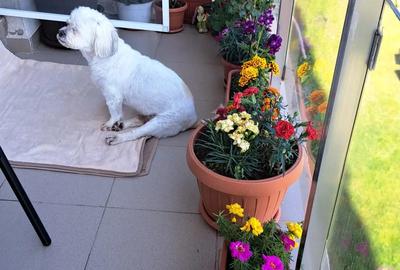 Apartament cu 2 camere decomandat în Pantelimon - 1