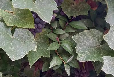 De vanzare casa batraneasca cu teren generos in Poiana Golului Re?i?a De vanzare casa batraneasca cu teren generos in Poiana Golului Re?i?a - 5