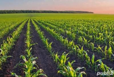 Spațiu comercial, în Cauaceu - 2