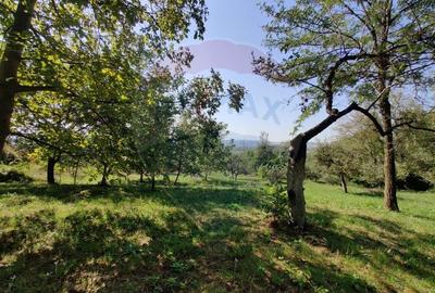 Teren de vanzare extravilan Ocolis - 10