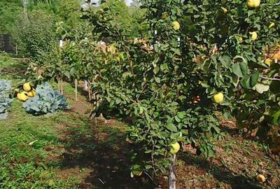 Spațiu comercial, în Negulești - 6