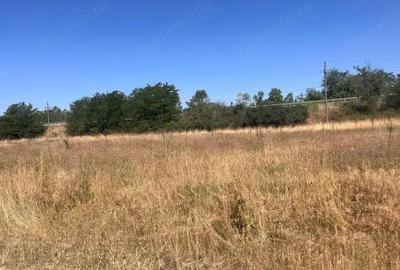 Teren agricol cu potential 24.834 mp, zona Podul Jiului Teren agricol cu potential 24.834 mp, zona Podul Jiului - 12