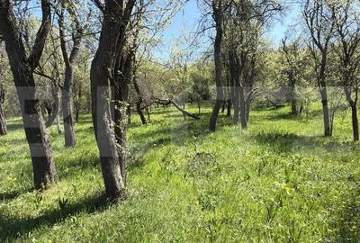 Casă cu 3 camere cu Teren 5000 Mp în Petrindu - 9