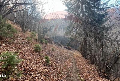 Spațiu comercial, în Schei - 13