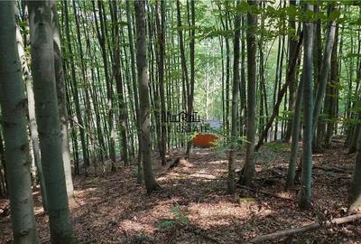 Teren de 5727 mp, în Buceș - 4