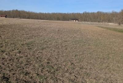 Teren extravilan de 5000 mp, în Fântânele - 4