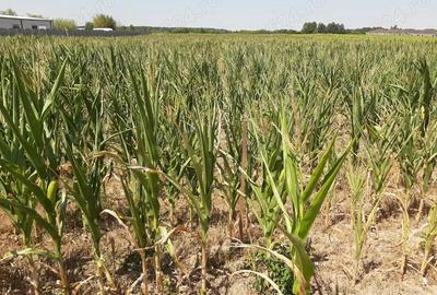 Bucova?, teren intravilan 6800 mp, front stradal 18 mp, pre? 40 euro mp - 1