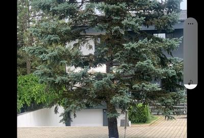 Casă cu 5 camere cu Teren 2500 Mp în Snagov - 10