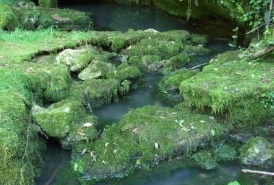 Proprietate de vacanta, pensiune si pastravarie - 2