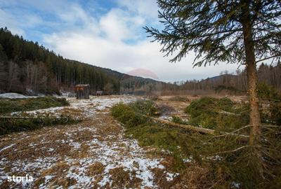 Teren de 49000 mp, în Borca - 19